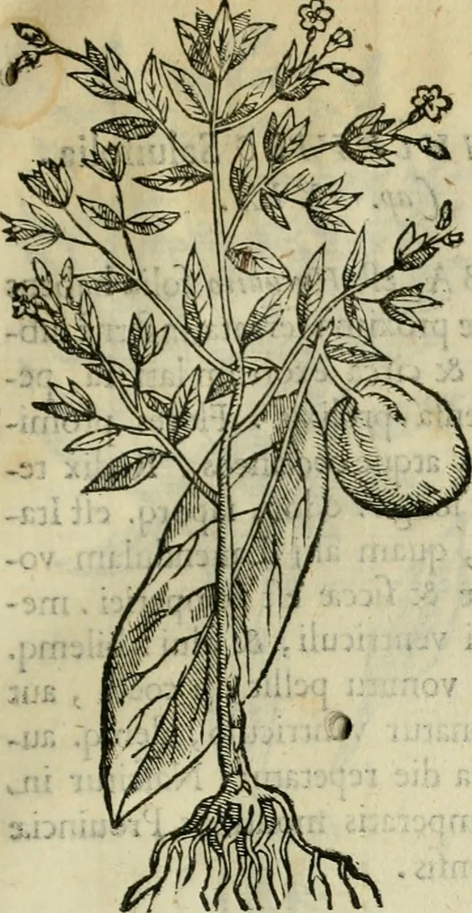 An illustration from Rerum medicarum Novae Hispaniae thesaurus, seu, Plantarum animalium mineralium Mexicanorum historia, 1651, leaf 76