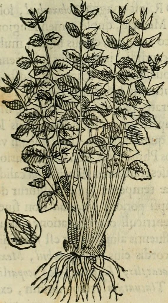 An illustration from Rerum medicarum Novae Hispaniae thesaurus, seu, Plantarum animalium mineralium Mexicanorum historia, 1651, leaf 76