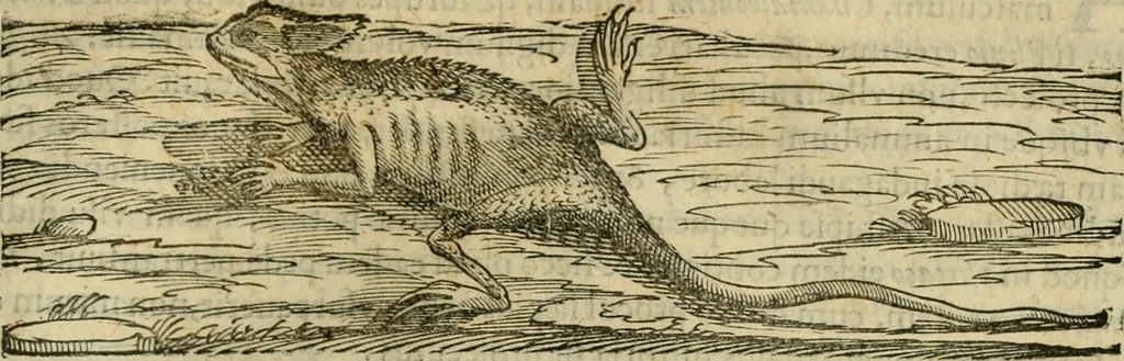 An illustration from Rerum medicarum Novae Hispaniae thesaurus, seu, Plantarum animalium mineralium Mexicanorum historia, 1651, leaf 768