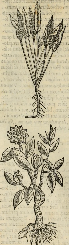 An illustration from Rerum medicarum Novae Hispaniae thesaurus, seu, Plantarum animalium mineralium Mexicanorum historia, 1651, leaf 77