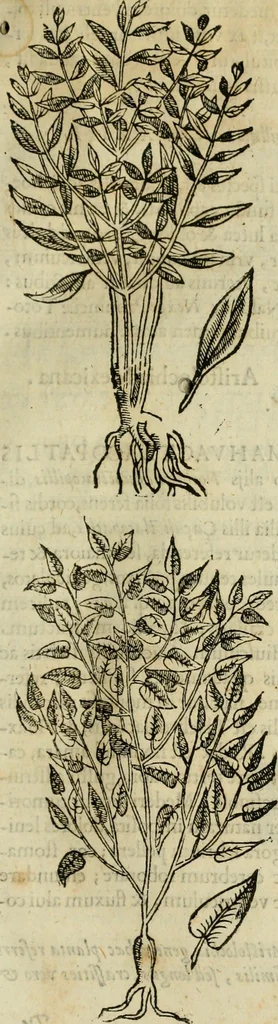 An illustration from Rerum medicarum Novae Hispaniae thesaurus, seu, Plantarum animalium mineralium Mexicanorum historia, 1651, leaf 78