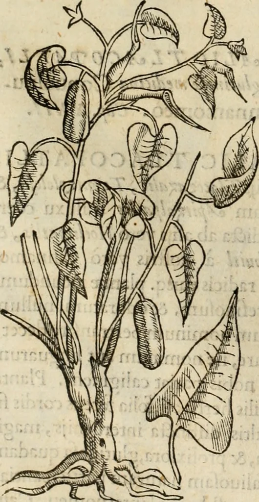 An illustration from Rerum medicarum Novae Hispaniae thesaurus, seu, Plantarum animalium mineralium Mexicanorum historia, 1651, leaf 79