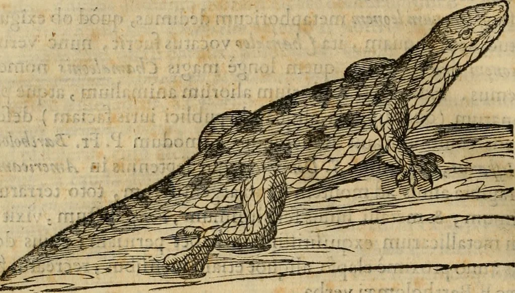 An illustration from Rerum medicarum Novae Hispaniae thesaurus, seu, Plantarum animalium mineralium Mexicanorum historia, 1651, leaf 791