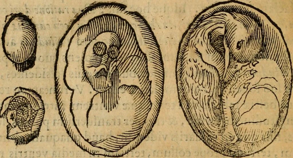 An illustration from Rerum medicarum Novae Hispaniae thesaurus, seu, Plantarum animalium mineralium Mexicanorum historia, 1651, leaf 813