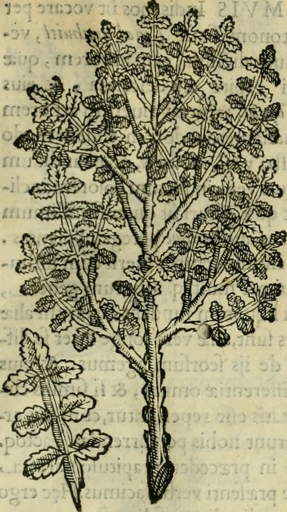 An illustration from Rerum medicarum Novae Hispaniae thesaurus, seu, Plantarum animalium mineralium Mexicanorum historia, 1651, leaf 82