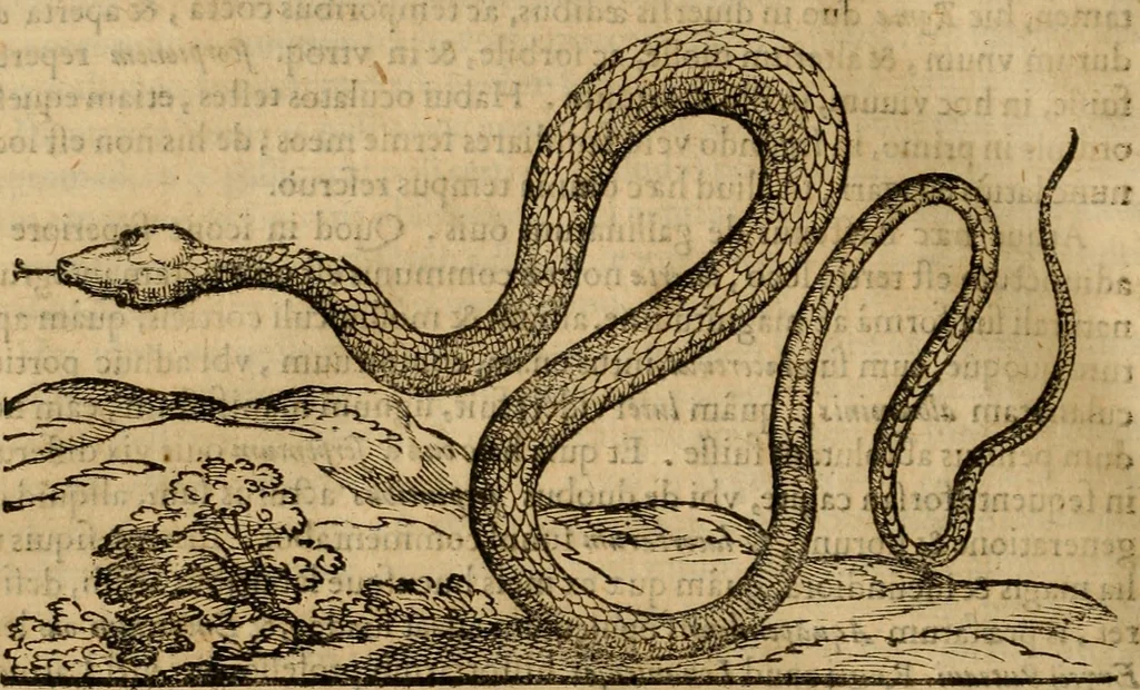 An illustration from Rerum medicarum Novae Hispaniae thesaurus, seu, Plantarum animalium mineralium Mexicanorum historia, 1651, leaf 821