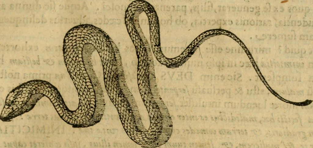 An illustration from Rerum medicarum Novae Hispaniae thesaurus, seu, Plantarum animalium mineralium Mexicanorum historia, 1651, leaf 822