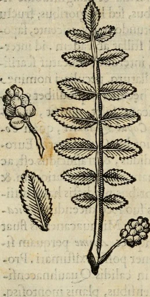 An illustration from Rerum medicarum Novae Hispaniae thesaurus, seu, Plantarum animalium mineralium Mexicanorum historia, 1651, leaf 83