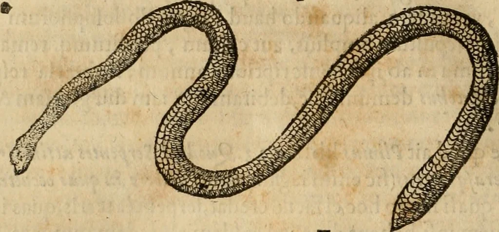 An illustration from Rerum medicarum Novae Hispaniae thesaurus, seu, Plantarum animalium mineralium Mexicanorum historia, 1651, leaf 837