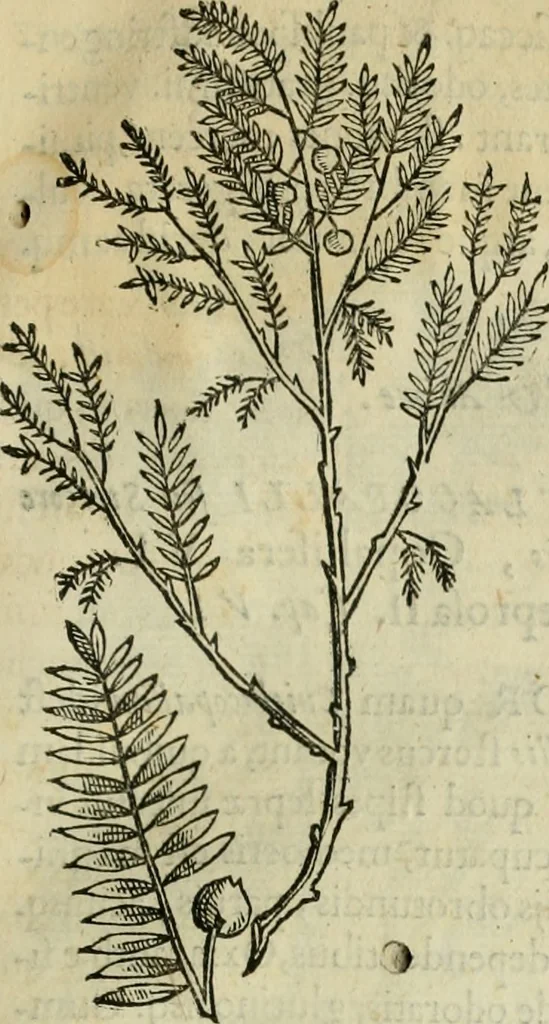 An illustration from Rerum medicarum Novae Hispaniae thesaurus, seu, Plantarum animalium mineralium Mexicanorum historia, 1651, leaf 84