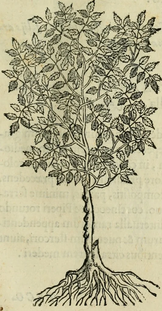 An illustration from Rerum medicarum Novae Hispaniae thesaurus, seu, Plantarum animalium mineralium Mexicanorum historia, 1651, leaf 84