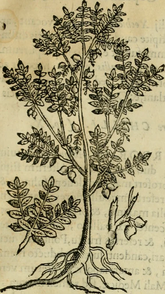 An illustration from Rerum medicarum Novae Hispaniae thesaurus, seu, Plantarum animalium mineralium Mexicanorum historia, 1651, leaf 86