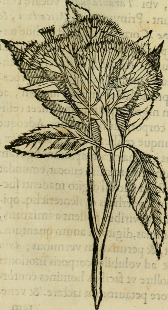 An illustration from Rerum medicarum Novae Hispaniae thesaurus, seu, Plantarum animalium mineralium Mexicanorum historia, 1651, leaf 86