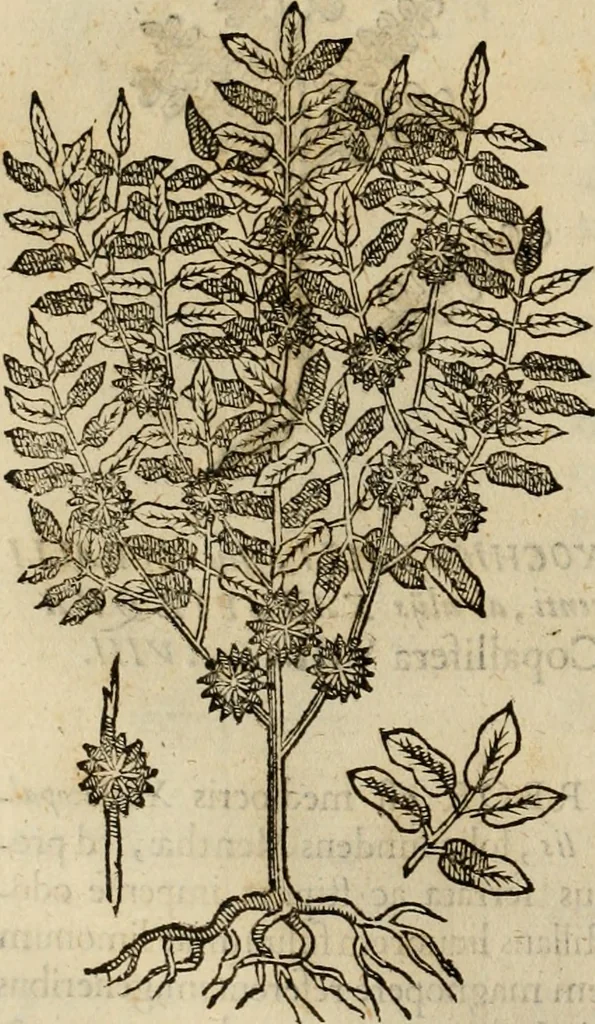 An illustration from Rerum medicarum Novae Hispaniae thesaurus, seu, Plantarum animalium mineralium Mexicanorum historia, 1651, leaf 87