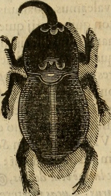 An illustration from Rerum medicarum Novae Hispaniae thesaurus, seu, Plantarum animalium mineralium Mexicanorum historia, 1651, leaf 879