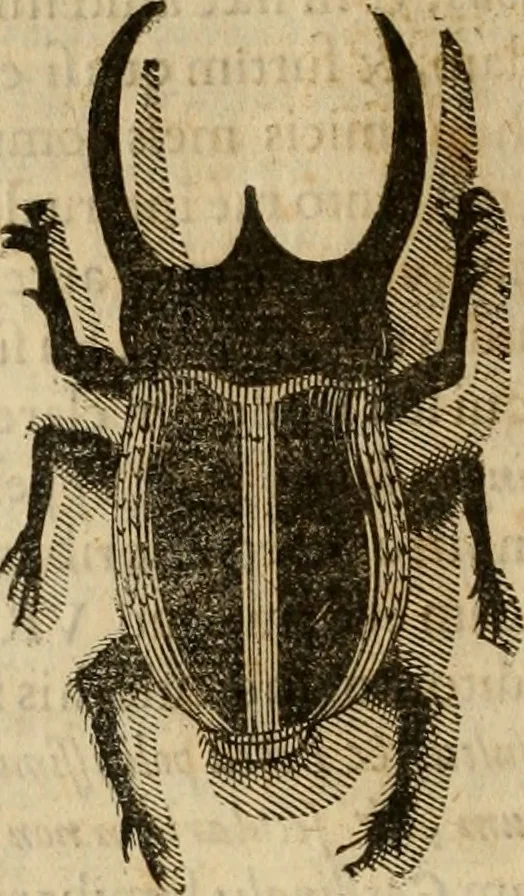 An illustration from Rerum medicarum Novae Hispaniae thesaurus, seu, Plantarum animalium mineralium Mexicanorum historia, 1651, leaf 879