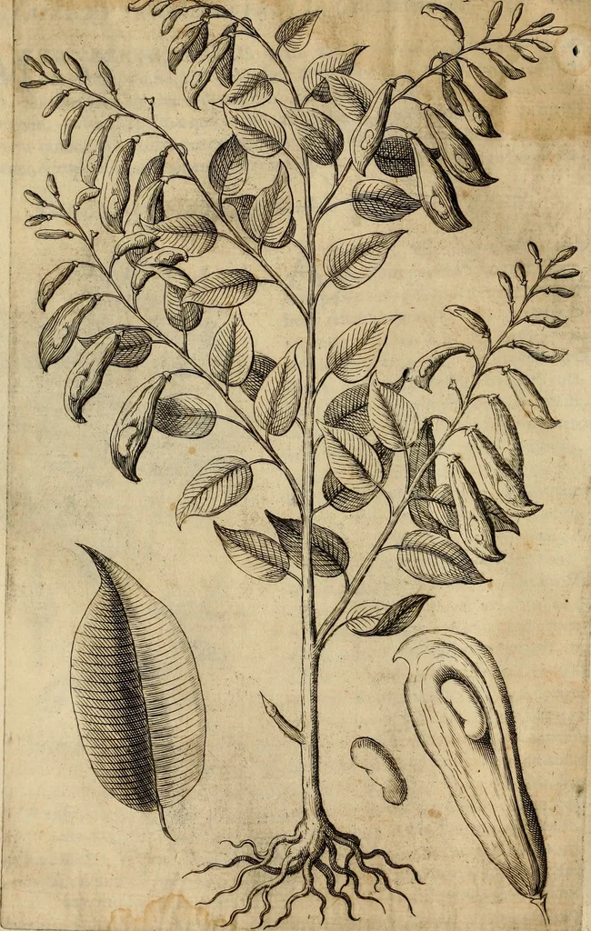 An illustration from Rerum medicarum Novae Hispaniae thesaurus, seu, Plantarum animalium mineralium Mexicanorum historia, 1651, leaf 89