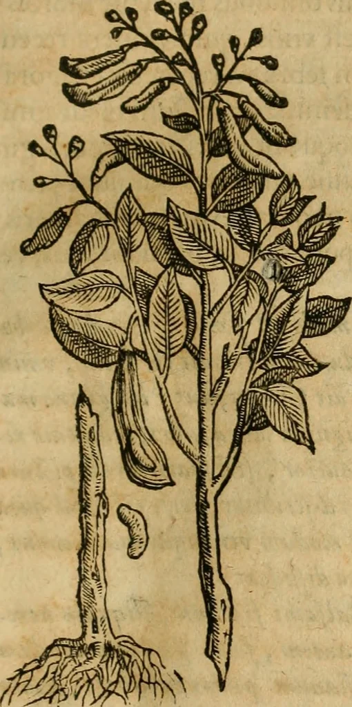 An illustration from Rerum medicarum Novae Hispaniae thesaurus, seu, Plantarum animalium mineralium Mexicanorum historia, 1651, leaf 90