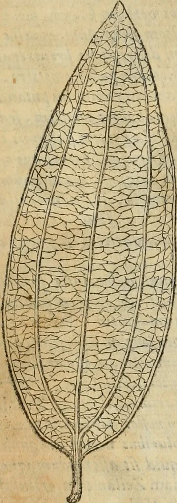 An illustration from Rerum medicarum Novae Hispaniae thesaurus, seu, Plantarum animalium mineralium Mexicanorum historia, 1651, leaf 911