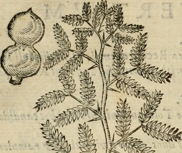 An illustration from Rerum medicarum Novae Hispaniae thesaurus, seu, Plantarum animalium mineralium Mexicanorum historia, 1651, leaf 913