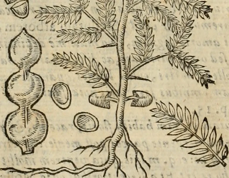 An illustration from Rerum medicarum Novae Hispaniae thesaurus, seu, Plantarum animalium mineralium Mexicanorum historia, 1651, leaf 913