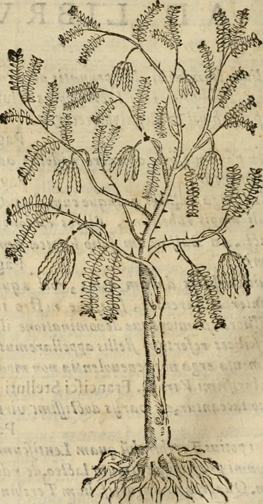 An illustration from Rerum medicarum Novae Hispaniae thesaurus, seu, Plantarum animalium mineralium Mexicanorum historia, 1651, leaf 913