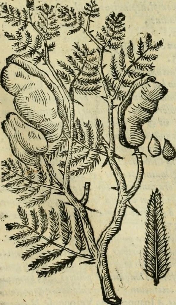 An illustration from Rerum medicarum Novae Hispaniae thesaurus, seu, Plantarum animalium mineralium Mexicanorum historia, 1651, leaf 914