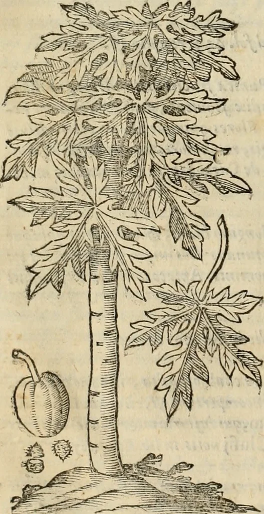 An illustration from Rerum medicarum Novae Hispaniae thesaurus, seu, Plantarum animalium mineralium Mexicanorum historia, 1651, leaf 917