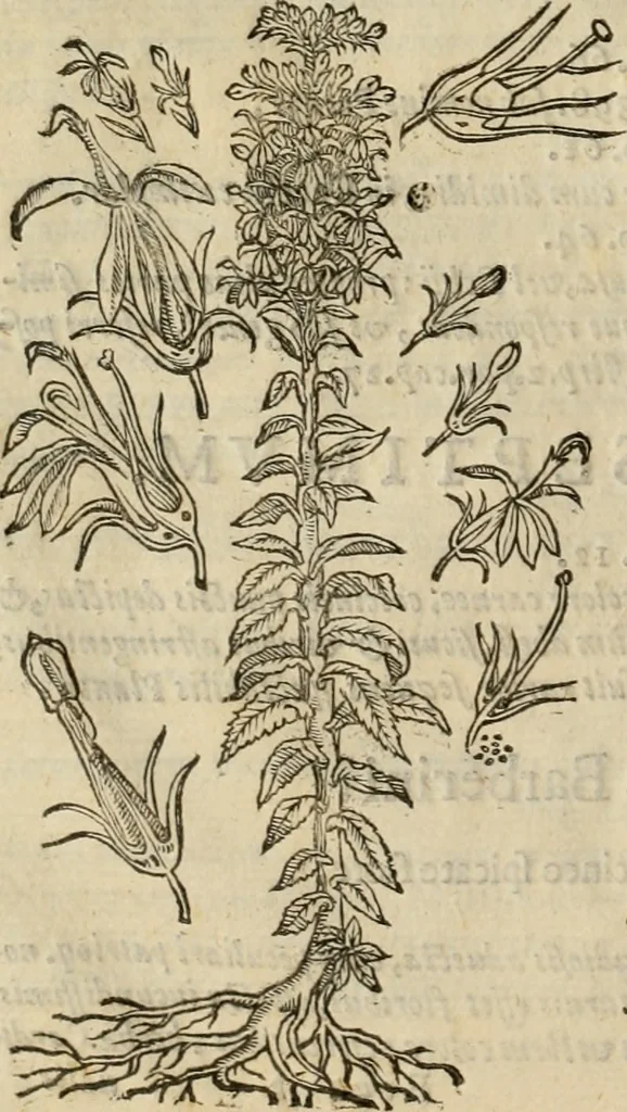 An illustration from Rerum medicarum Novae Hispaniae thesaurus, seu, Plantarum animalium mineralium Mexicanorum historia, 1651, leaf 927