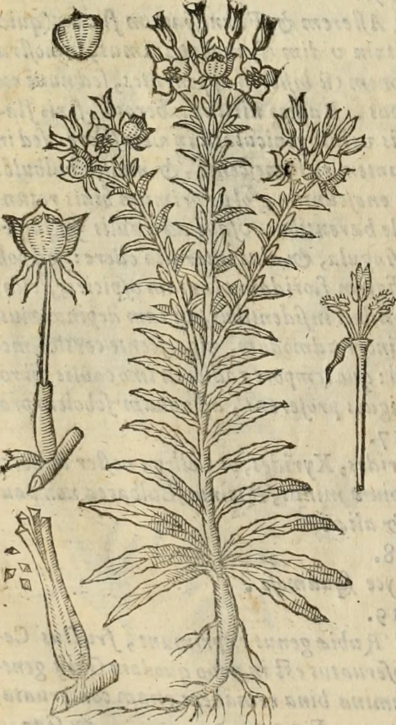 An illustration from Rerum medicarum Novae Hispaniae thesaurus, seu, Plantarum animalium mineralium Mexicanorum historia, 1651, leaf 929