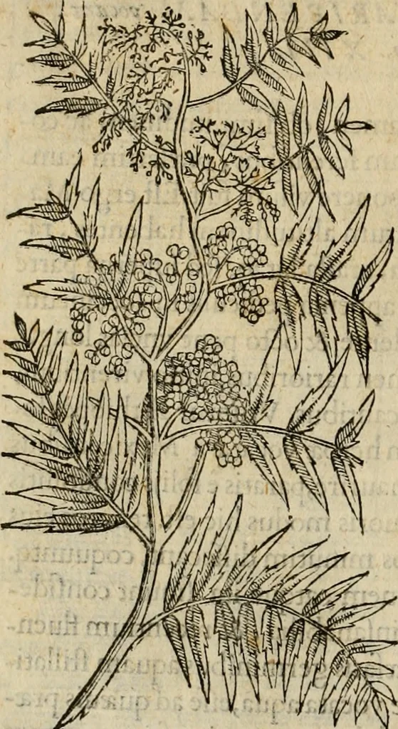 An illustration from Rerum medicarum Novae Hispaniae thesaurus, seu, Plantarum animalium mineralium Mexicanorum historia, 1651, leaf 93