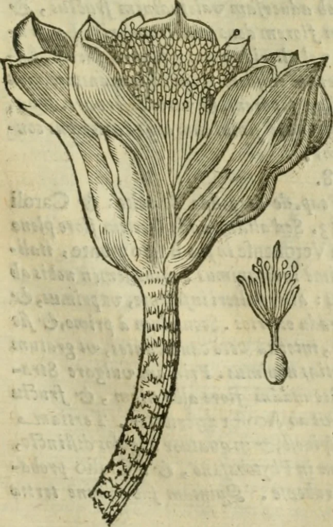 An illustration from Rerum medicarum Novae Hispaniae thesaurus, seu, Plantarum animalium mineralium Mexicanorum historia, 1651, leaf 932
