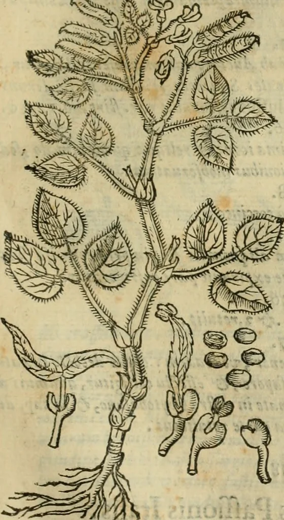 An illustration from Rerum medicarum Novae Hispaniae thesaurus, seu, Plantarum animalium mineralium Mexicanorum historia, 1651, leaf 934