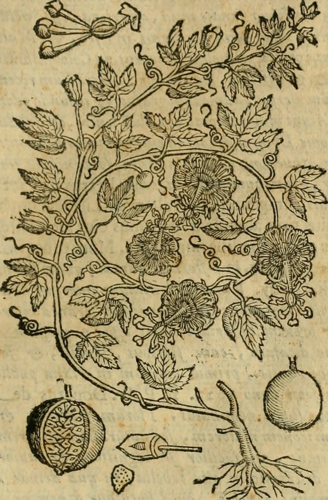 An illustration from Rerum medicarum Novae Hispaniae thesaurus, seu, Plantarum animalium mineralium Mexicanorum historia, 1651, leaf 936