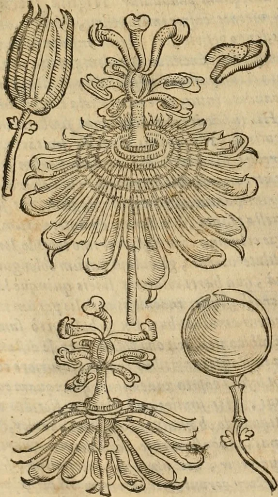 An illustration from Rerum medicarum Novae Hispaniae thesaurus, seu, Plantarum animalium mineralium Mexicanorum historia, 1651, leaf 937