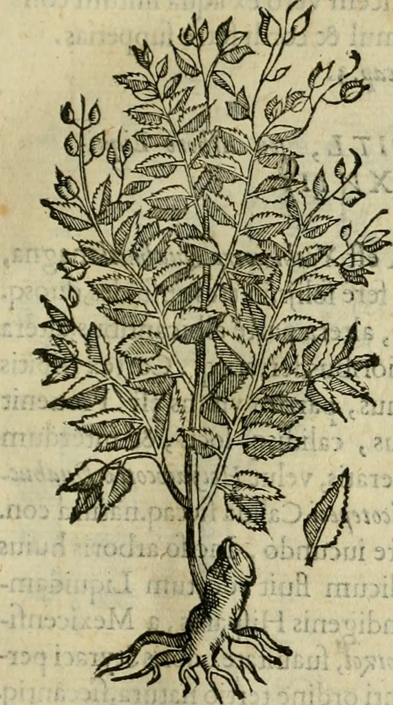 An illustration from Rerum medicarum Novae Hispaniae thesaurus, seu, Plantarum animalium mineralium Mexicanorum historia, 1651, leaf 94