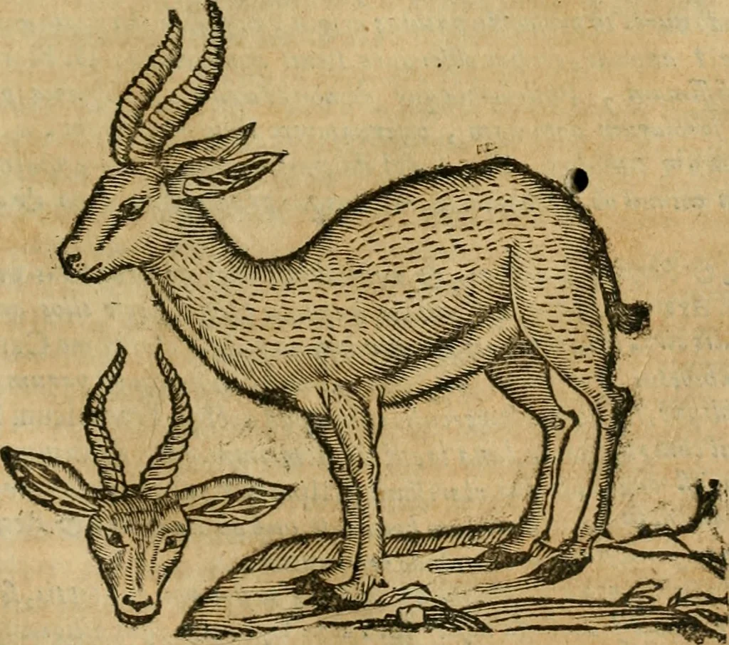 An illustration from Rerum medicarum Novae Hispaniae thesaurus, seu, Plantarum animalium mineralium Mexicanorum historia, 1651, leaf 940
