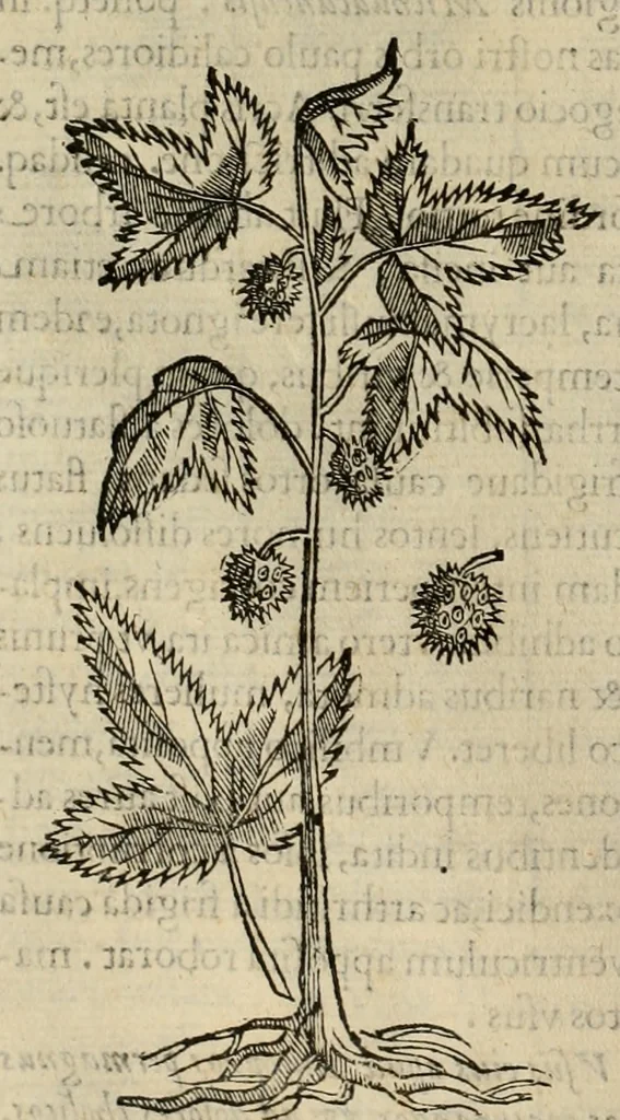 An illustration from Rerum medicarum Novae Hispaniae thesaurus, seu, Plantarum animalium mineralium Mexicanorum historia, 1651, leaf 95