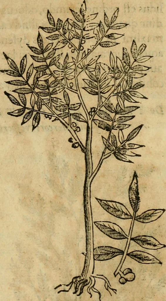 An illustration from Rerum medicarum Novae Hispaniae thesaurus, seu, Plantarum animalium mineralium Mexicanorum historia, 1651, leaf 96
