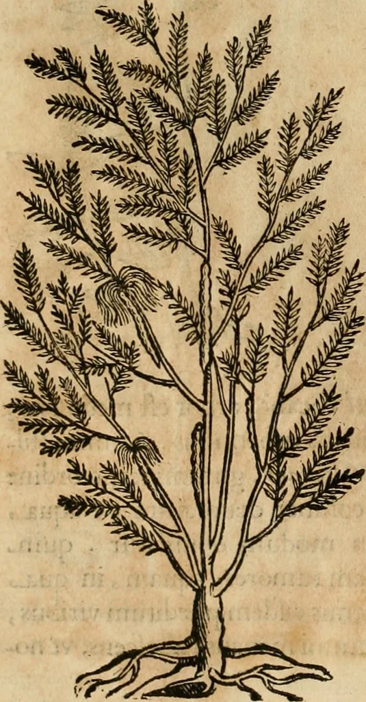 An illustration from Rerum medicarum Novae Hispaniae thesaurus, seu, Plantarum animalium mineralium Mexicanorum historia, 1651, leaf 97