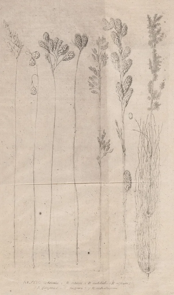 An illustration from Restio : quem dissertatione botanica ... præside Carol. Pet. Thunberg ..., 1788, leaf 27