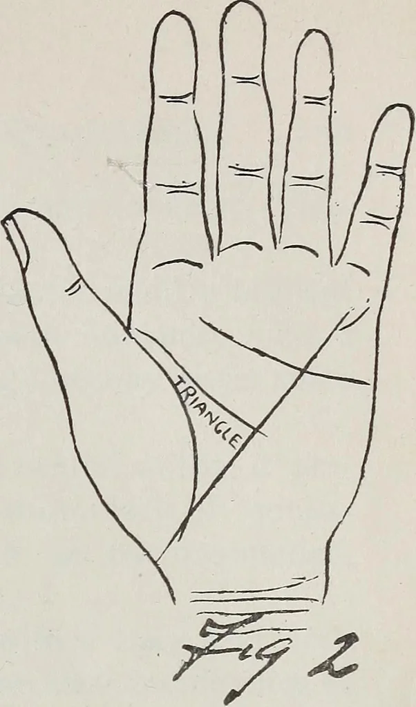 An illustration from Revelations of the hand. A scientific study of the shape and markings of the hand, as an index to character, disease, and tendencies, with explanatory illustrations, 1900, leaf 154