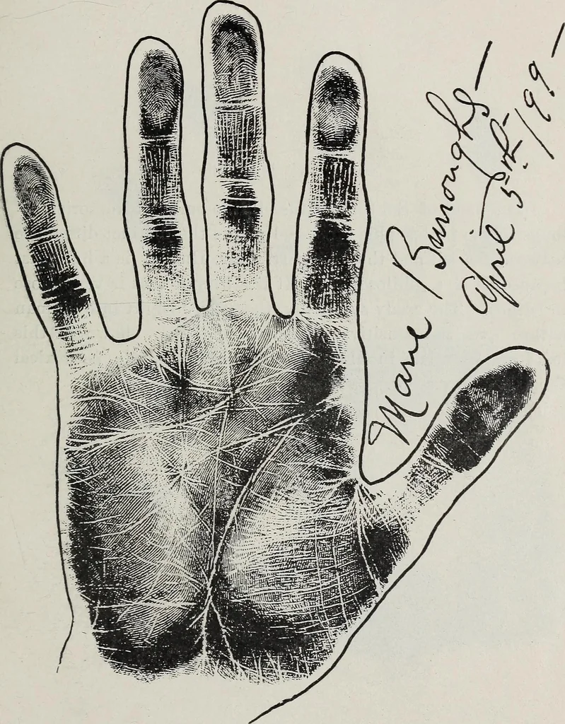 An illustration from Revelations of the hand. A scientific study of the shape and markings of the hand, as an index to character, disease, and tendencies, with explanatory illustrations, 1900, leaf 190