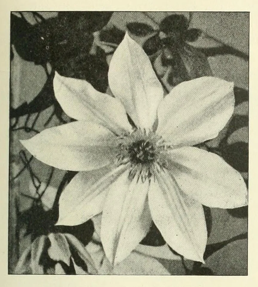 An illustration from Revue de l'art chrétien, 1857, leaf 317