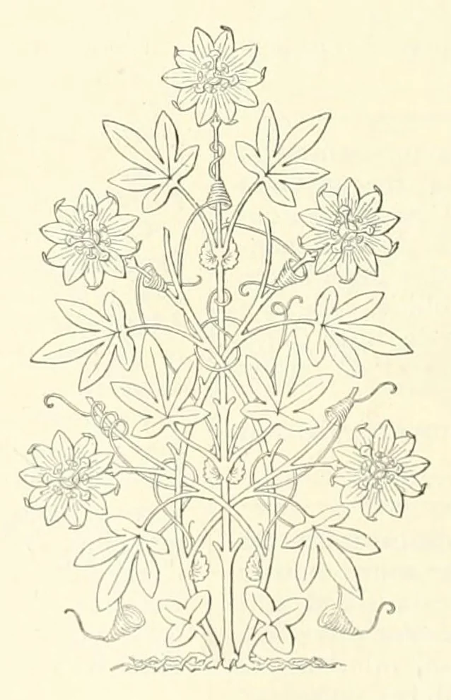 An illustration from Revue de l'art chrétien, 1857, leaf 74