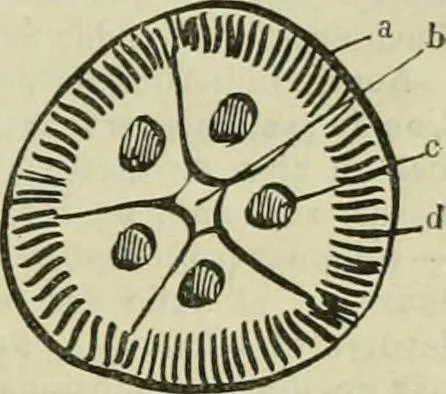 An illustration from Revue générale des mati`eres colorantes et des industries qui s'y rattachent, 1908, leaf 166