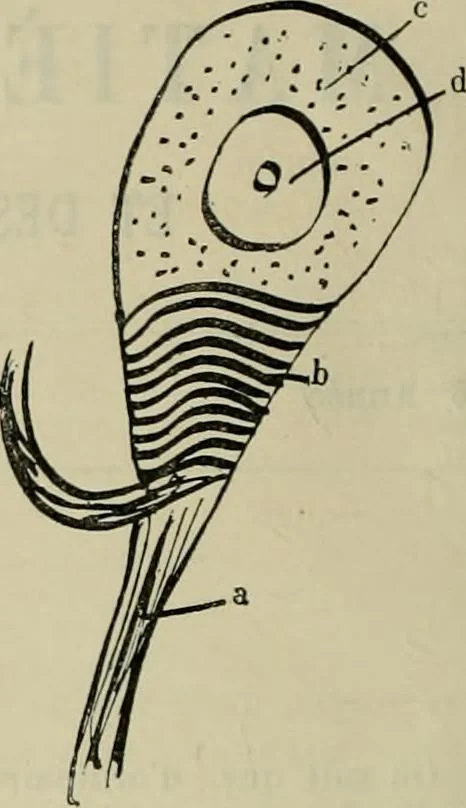 An illustration from Revue générale des mati`eres colorantes et des industries qui s'y rattachent, 1908, leaf 167
