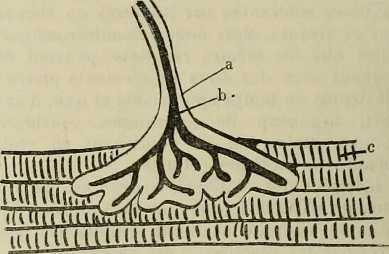 An illustration from Revue générale des mati`eres colorantes et des industries qui s'y rattachent, 1908, leaf 167