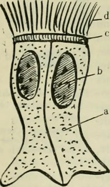 An illustration from Revue générale des mati`eres colorantes et des industries qui s'y rattachent, 1908, leaf 172