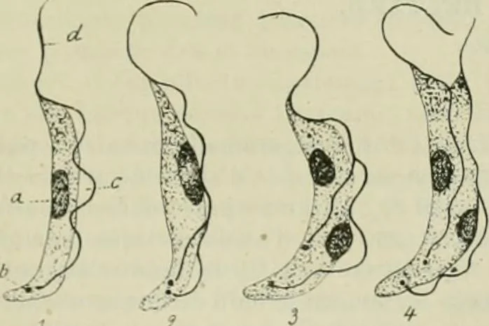 An illustration from Revue générale des mati`eres colorantes et des industries qui s'y rattachent, 1908, leaf 190